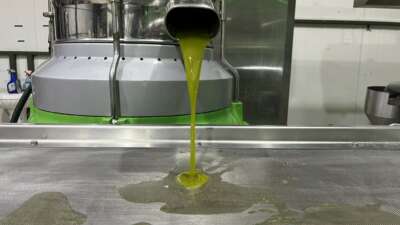 Marmara bölgesinin ilk zeytinyağı sıkımı gerçekleşti