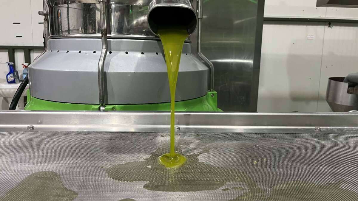 Marmara bölgesinin ilk zeytinyağı sıkımı gerçekleşti