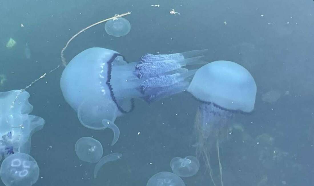 Marmara Denizi balıkçısı, yoğun görülen