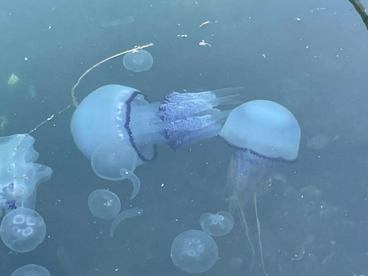 Marmara’da ‘bitti’ denilen müsilaj kabusu tekrar hortladı