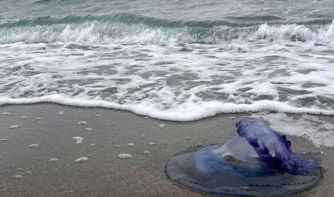 Mavi denizanaları sahile vurdu, görenler şaşırdı Bursa'da devasa mavi denizanaları