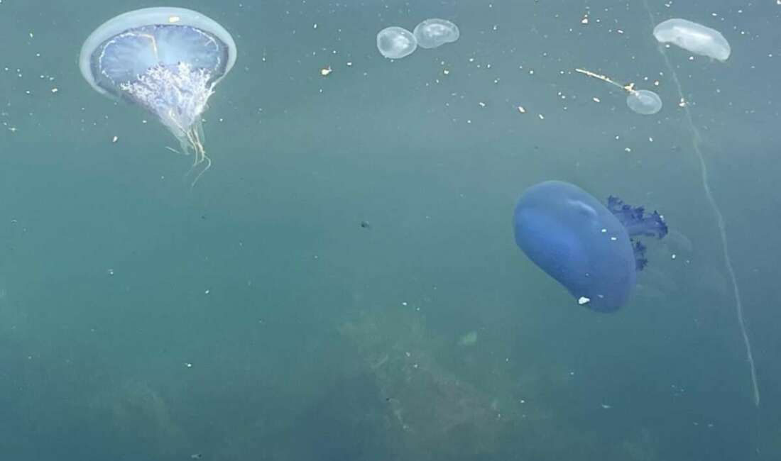 Bursa'nın Gemlik Körfezi'nde balıkçıların