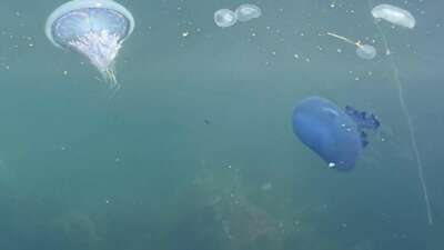 Müsilaj başladı denizanaları öldü