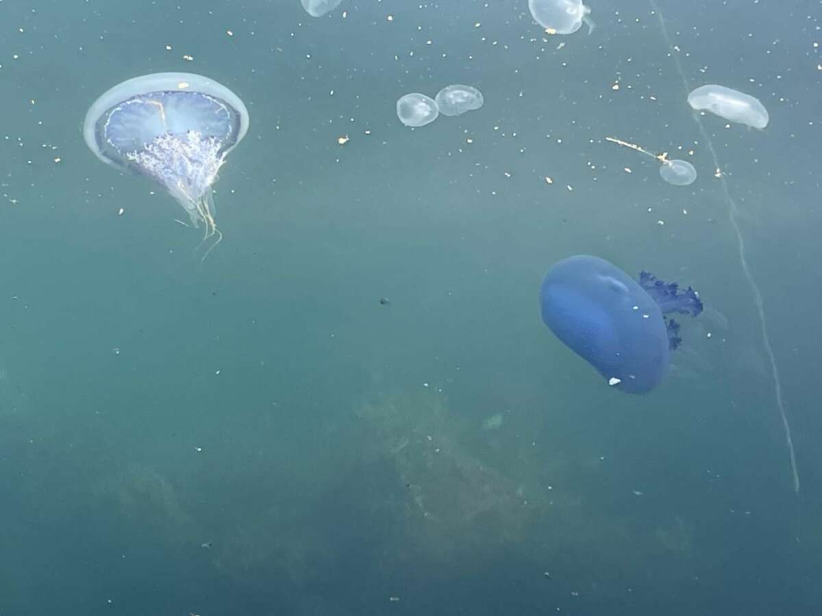 Müsilaj başladı denizanaları öldü