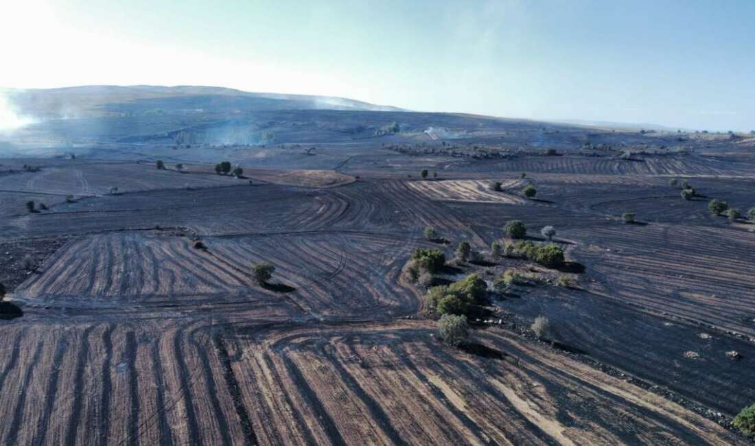 Ülkemizi kasıp kavuran orman