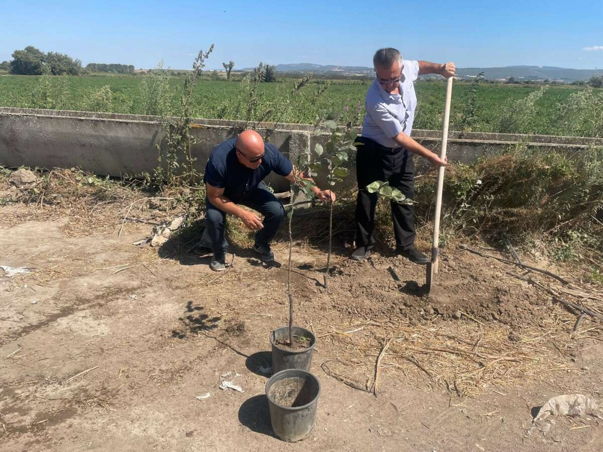 Orman yangınlarında kaybedilen her ağaç yerine 10 fidan
