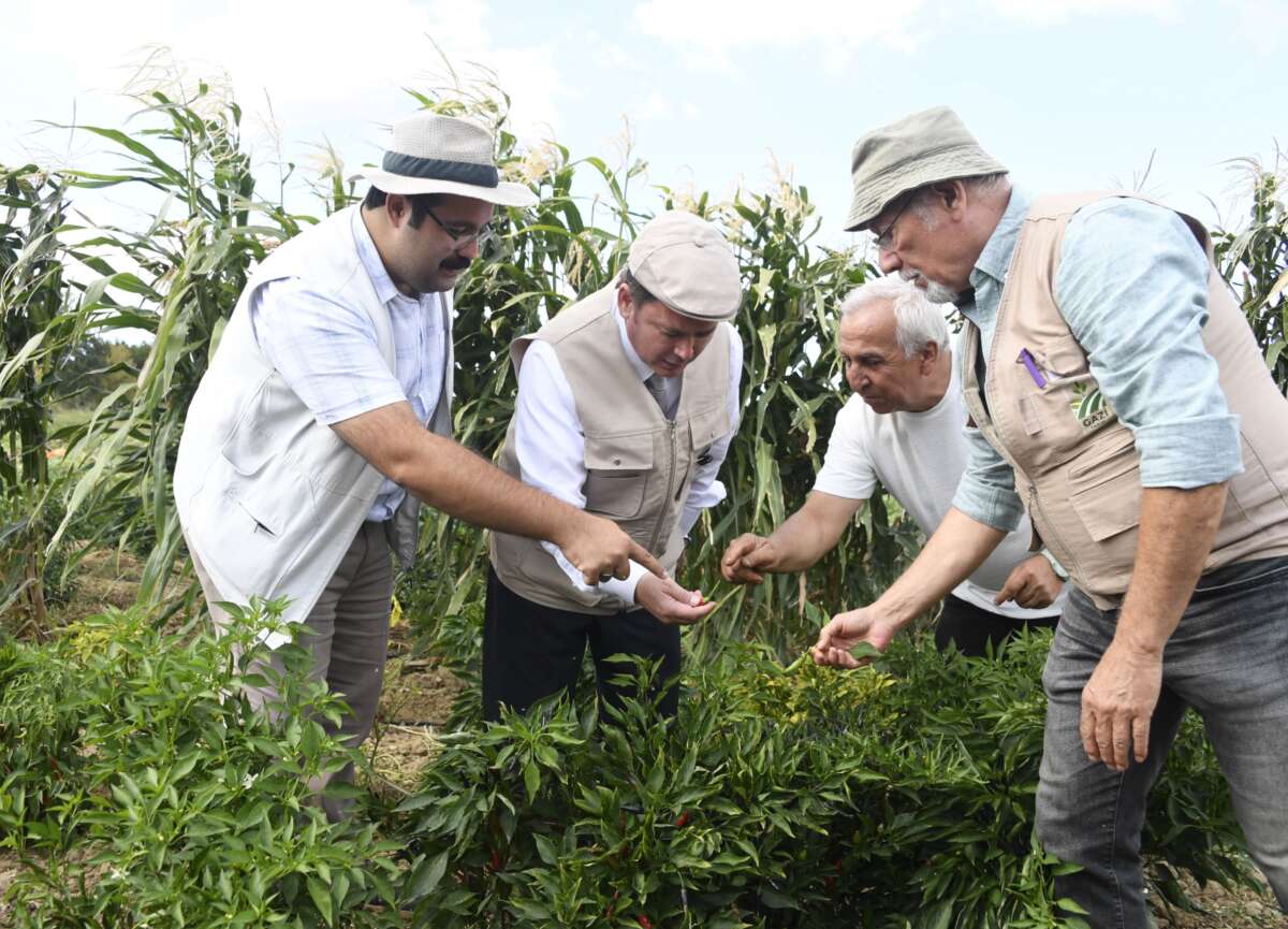 Osmangazi Belediyesi ata tohumlarını geleceğe taşıyor