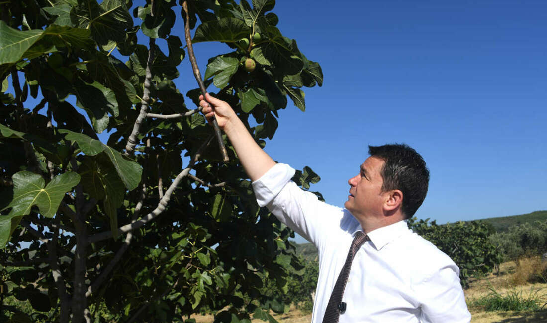 Osmangazi’den dünyaya açılan lezzet “Bursa Siyah İnciri” Bursa’yı dünya incir üretiminde