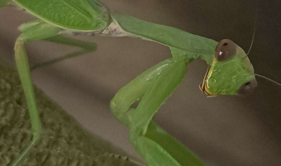 Sıcak ve ılıman ülkelerde