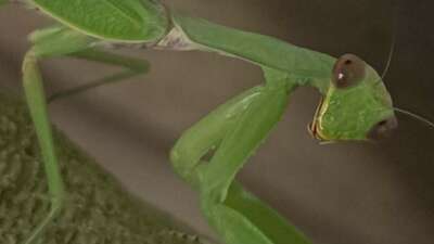 Çiftçi dostu: Peygamberdevesi