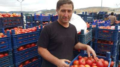  Salçalık domatesler bu sene de yoğun ilgi görüyor