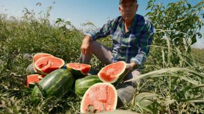 Sözleşmeli ekti 3 bin 500 ton karpuzu tarlada kaldı