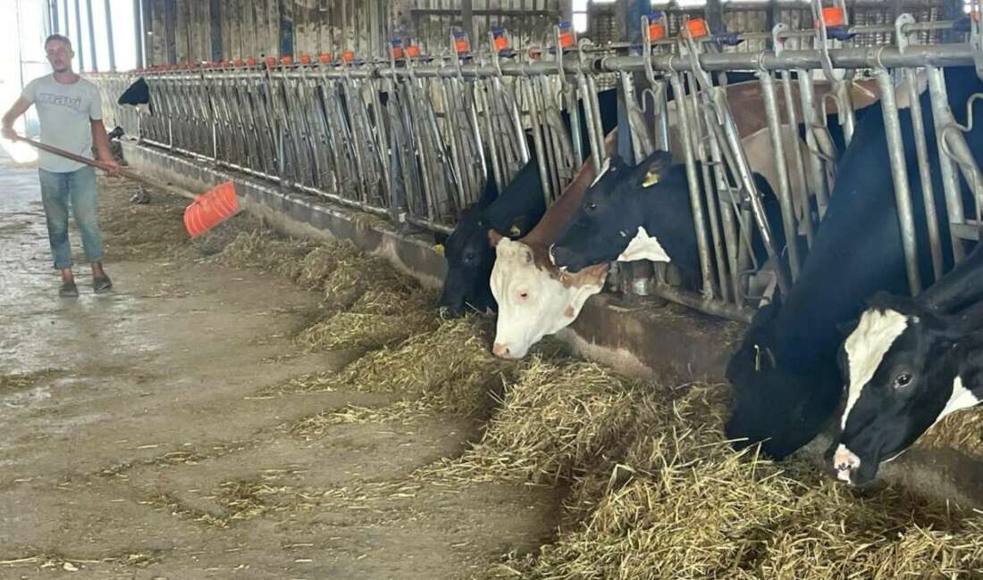 Bursalı süt üreticileri, rekabet