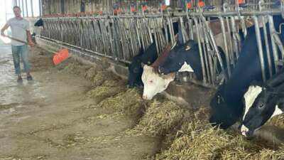 Süt üreticilerinden ‘yem dayatması’na tepki