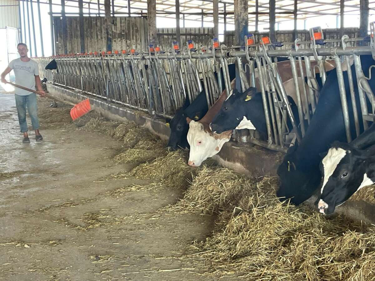 Süt üreticilerinden ‘yem dayatması’na tepki