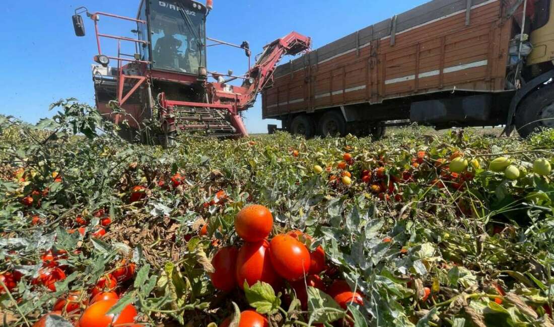 Bursa'nın Karacabey ilçesindeki çiftçiler