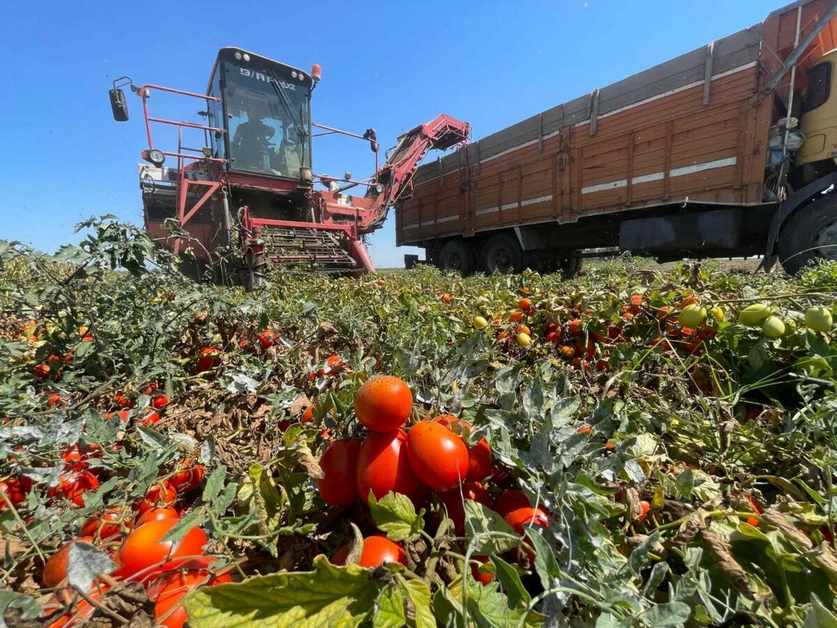 Tarımda plansızlık, üreticiyi zora sokuyor