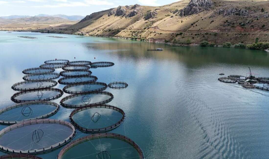 Tatlı suda yetiştirilen alabalıkların