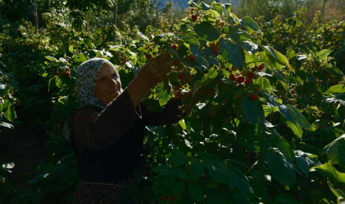 Bursa'nın dağ ilçelerinden olan