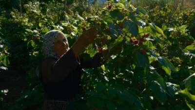 Türkiye’nin ihtiyacını Bursa’daki bu iki ilçe üretiyor