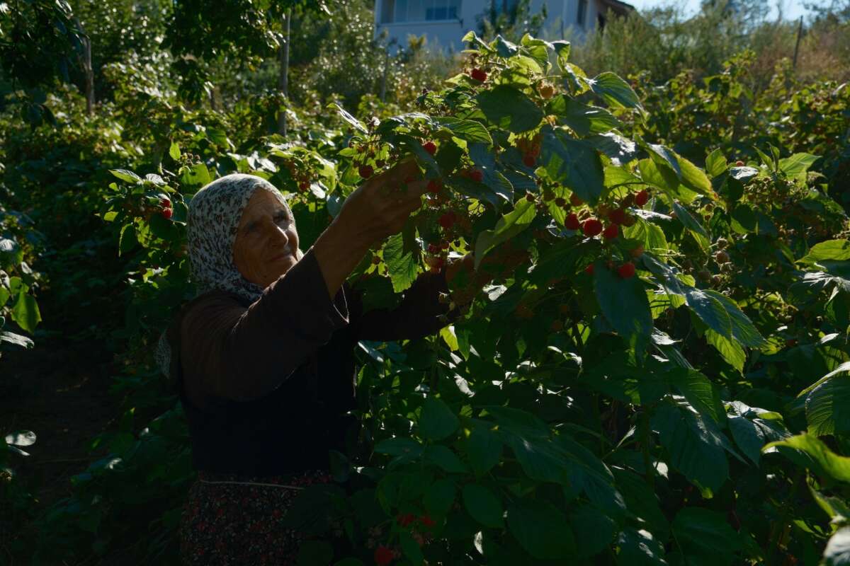 Türkiye’nin ihtiyacını Bursa’daki bu iki ilçe üretiyor