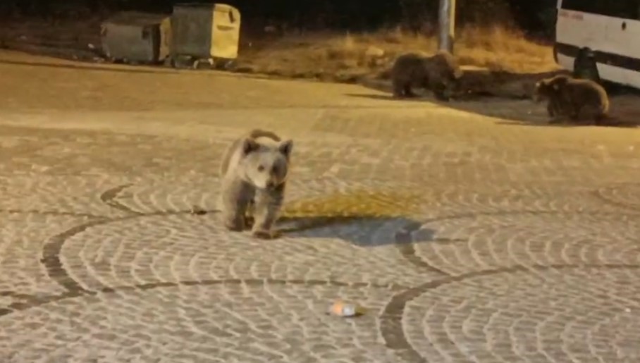 Uludağ’da gece yarısı ayı sürprizi Bursa’nın gözde doğa alanlarından