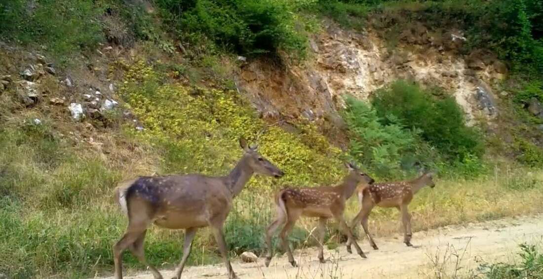 Bursa’nın simgelerinden Uludağ’da doğa