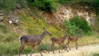 Uludağ’da kızıl geyik ailesi fotokapana takıldı