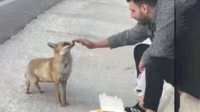 Vatandaş tilkiyi eliyle besleyip sevdi