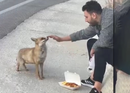 Bursa Uludağ yolunda doğayla