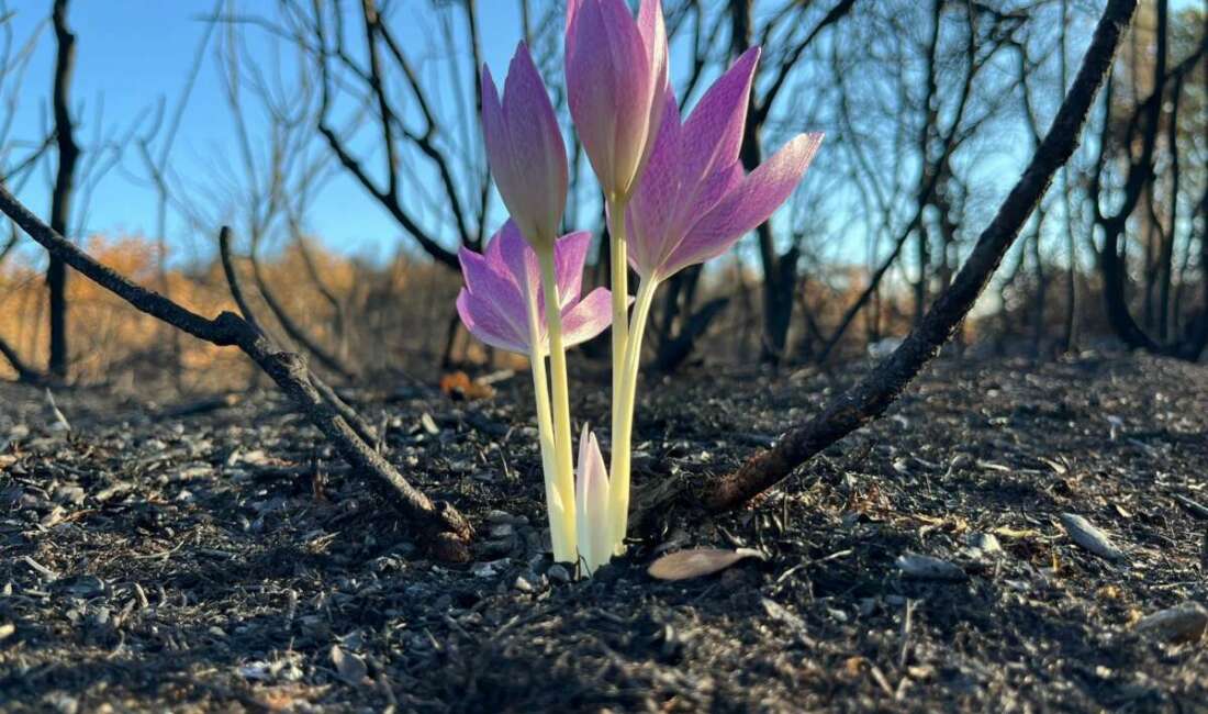 Yanan ormanda açan çiçek gönülleri ısıttı Bursa’nın Yenişehir ilçesine bağlı
