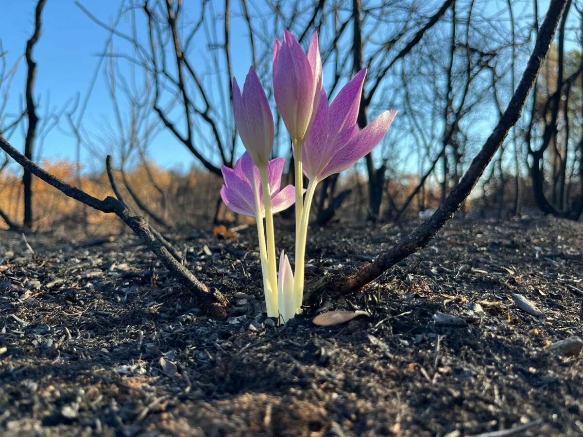 Yanan ormanda açan çiçek gönülleri ısıttı