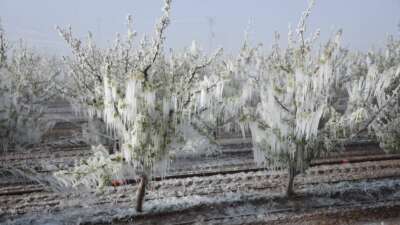 Zirai Don Mağduru Çiftçilere Destek Kararı Resmi Gazete’de