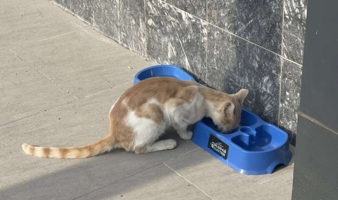 Uludağ Elektrik, sokak hayvanlarının