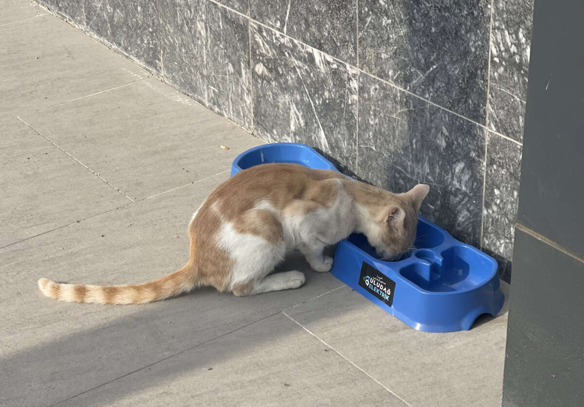 “Sevgimiz, Enerjimiz Sizinle” Projesi sokak hayvanlarına umut oldu