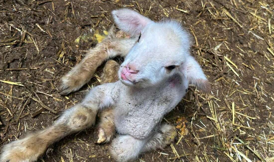 Bursa'nın Yenişehir ilçesinde şap