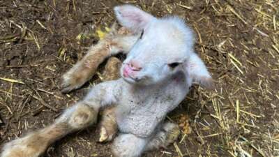 Annesi ve kardeşleri ölen kuzunun yürek burkan hikayesi