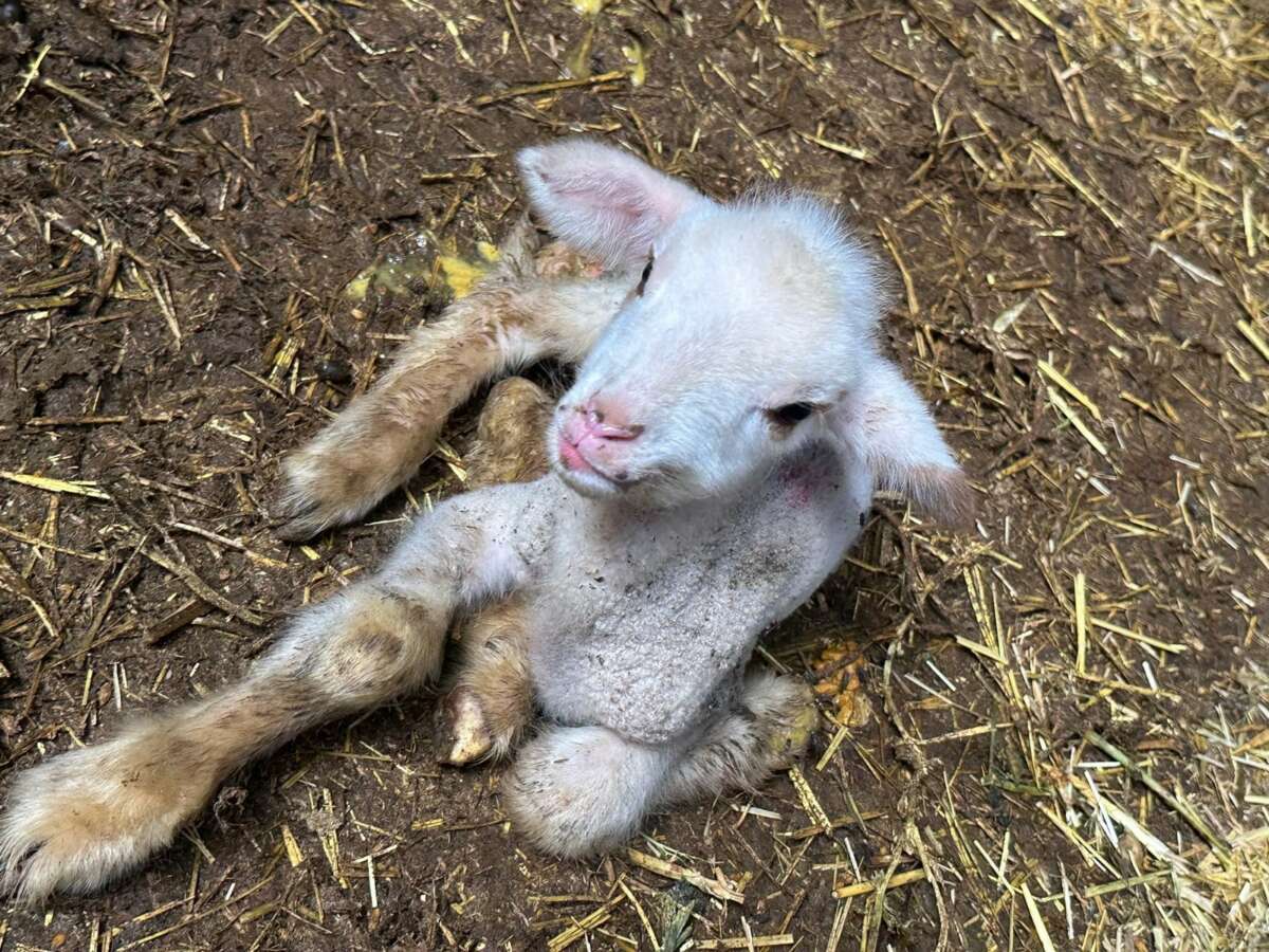 Annesi ve kardeşleri ölen kuzunun yürek burkan hikayesi