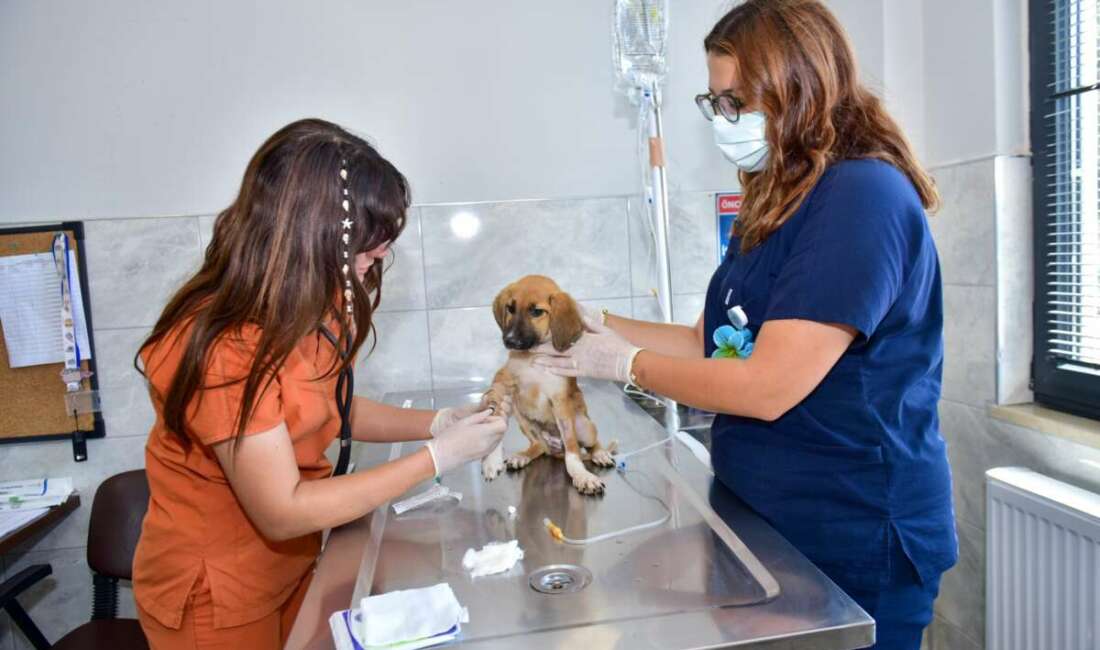 Sokaklarda yaşam mücadelesi veren