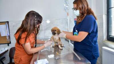 Bursa Büyükşehir’den can dostlara şefkat eli