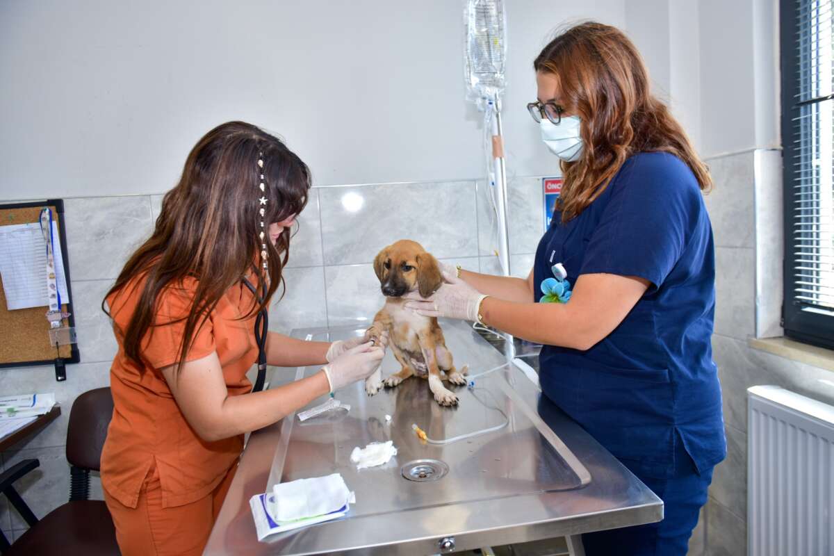 Bursa Büyükşehir’den can dostlara şefkat eli