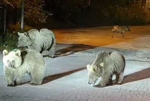 Bursa Uludağ’da dağcılar ayılarla burun buruna geldi