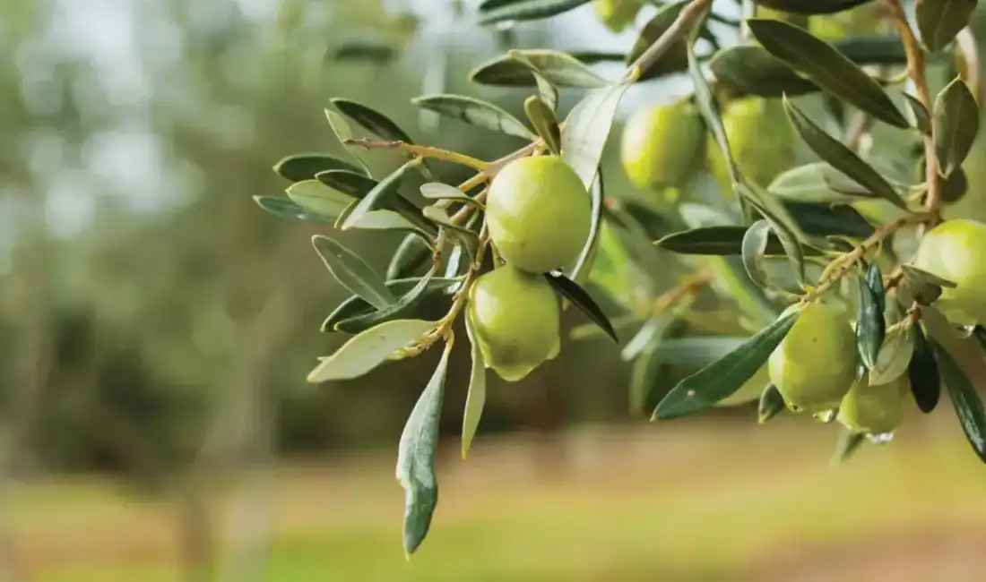 Ulusal Zeytin ve Zeytinyağı