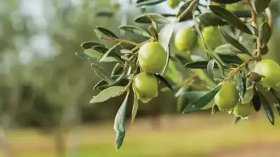 Bursa, sofralık zeytinde öne çıkıyor