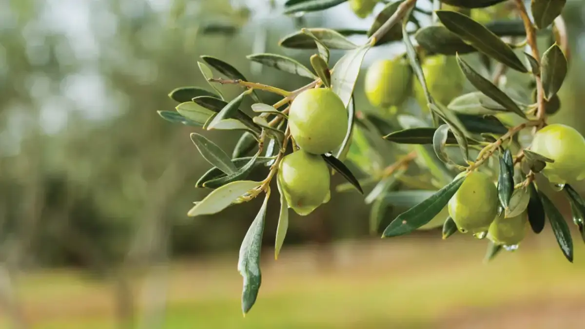 Bursa, sofralık zeytinde öne çıkıyor