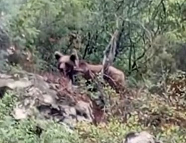 Bursa’da kaymakamlık uyardı: Dikkat ayı çıkabilir