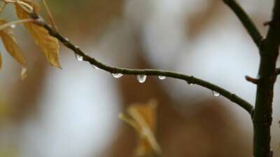 Bursa’da son yağışlar sevindirdi