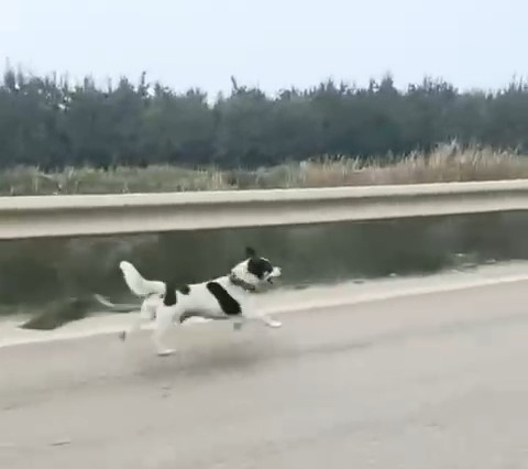  Bursa’da yağmura aldırış etmeden koşan köpek yürekleri burktu