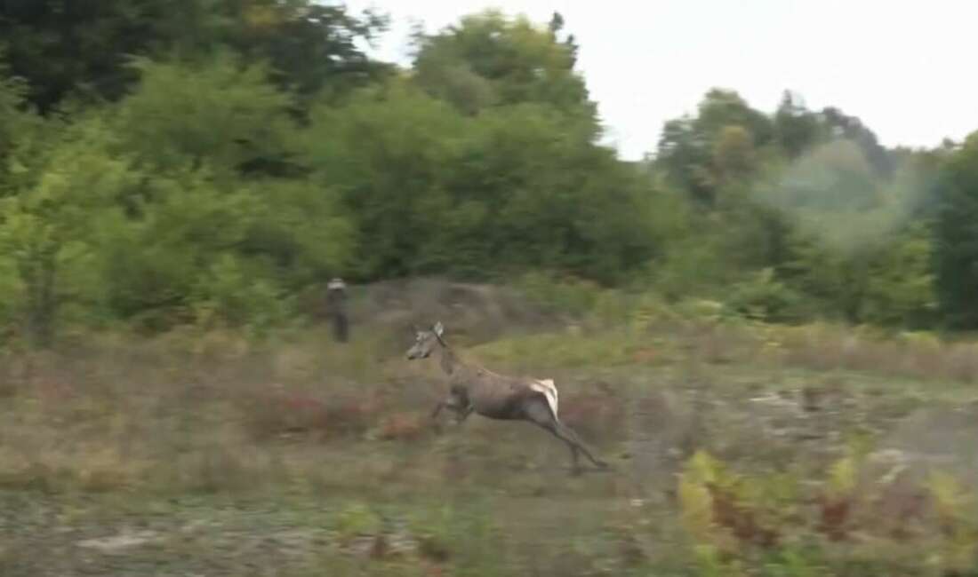 Bursa Uludağ Üniversitesi Geyik