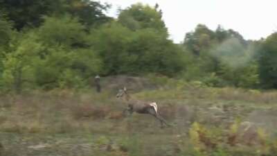 Bursa’daki 3 kızıl geyik, doğal yaşam alanına kavuştu